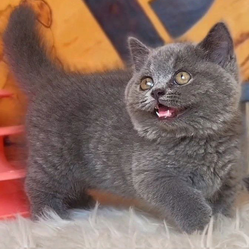 Mèo Munchkin chân ngắn Garfield lông xám xanh đáng yêu