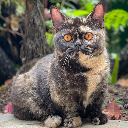 Mèo Munchkin chân ngắn, lông đồi mồi (Tortoiseshell), mắt vàng đồng, dáng tròn dễ thương.
