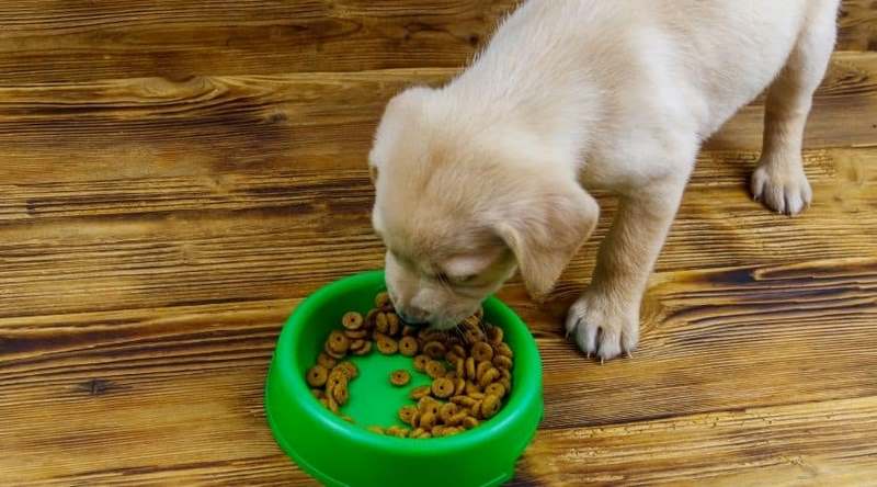 Ảnh 1: Kinh nghiệm nuôi chó Labrador trong khi xây dựng chế độ dinh dưỡng