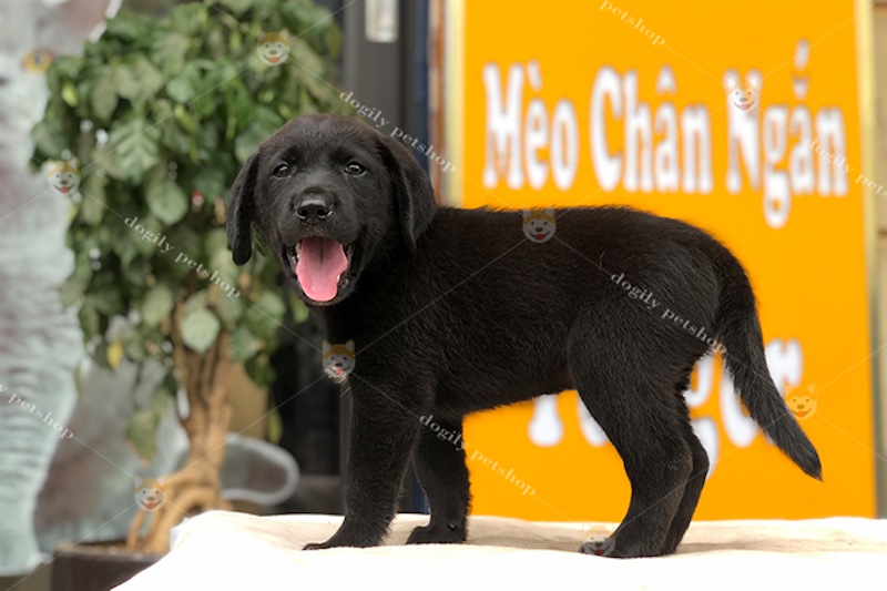 Các mức giá bán của chó Labrador màu đen tại Việt Nam
