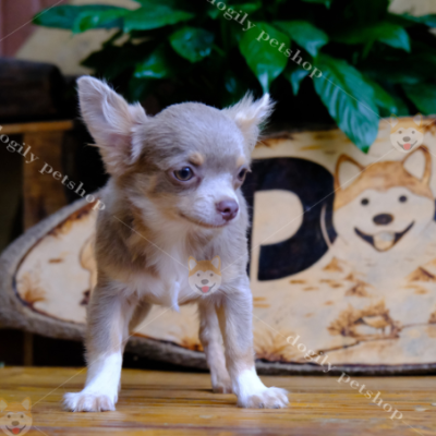 Giống chó đẹp chó Chihuahua