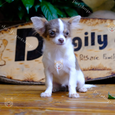 Chihuahua là giống chó cảnh đẹp có kích thước nhỏ nhất trong thế giới loài chó