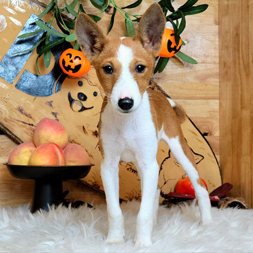 Chó con Basenji Palmer 3 tháng tuổi đứng trước phông nền Halloween