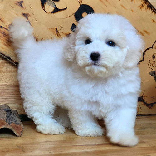 Chó Bichon Frise trắng lông xoăn đứng trên nền gỗ