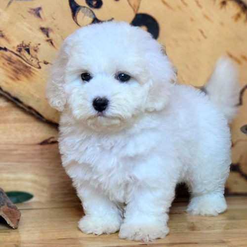 Chó Bichon Frise trắng Vixen 2 tháng tuổi lông bồng bềnh.