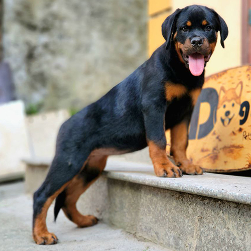 Chó Rottweiler cái 2 tháng tuổi, lông đen vàng, dáng khỏe mạnh