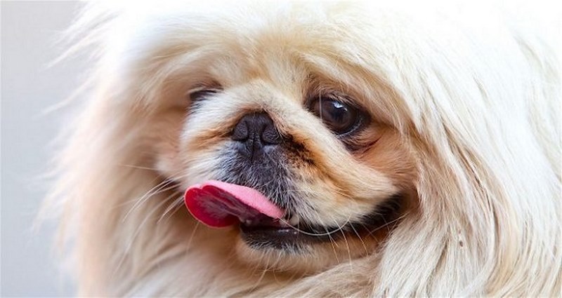 Giá cắt tỉa lông cho chó Nhật, chó Bắc Kinh tại Chomeocanh.com