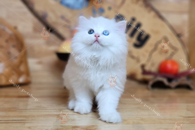 Mèo Ald trắng 2 màu mắt