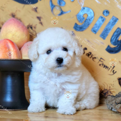 Nghe nói trại chó Poodle Chomeocanh.com có mấy bé Tiny Poodle trắng đáng yêu lắm?