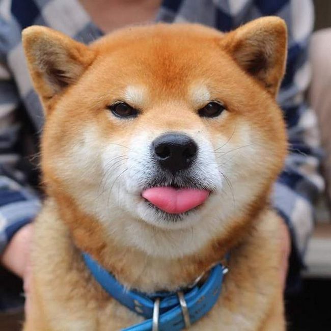 Tổng hợp 50+ Ảnh avatar chó Shiba siêu cute, siêu ngộ nghĩnh