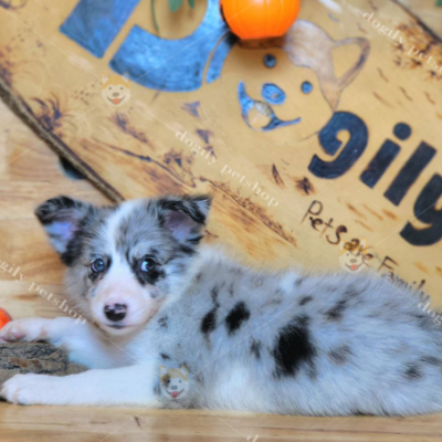 Chó Border Collie màu Blue Merle 2 tháng tuổi