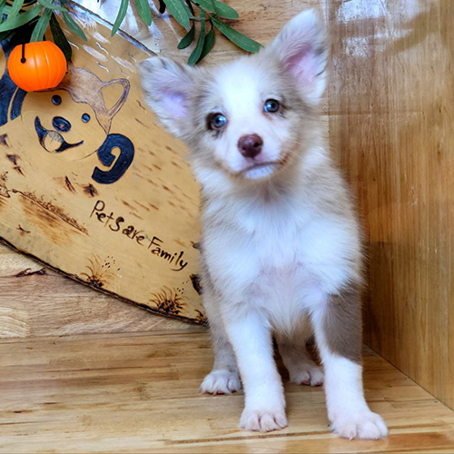 Border Collie lilac merle nhanh nhẹn và hoạt bát