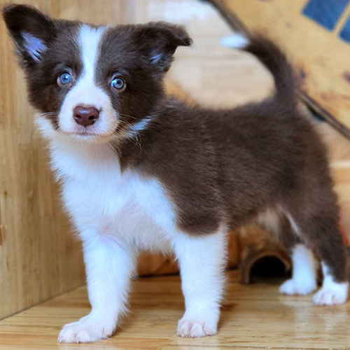 Chó Border Collie nâu đỏ mắt xanh đáng yêu