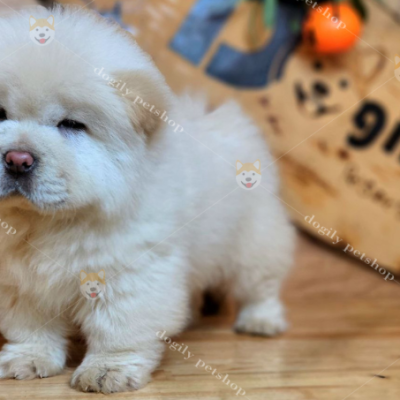 Chó Chow chow có bộ lông kép 2 lớp