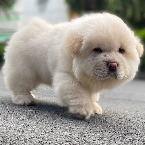 Chow Chow lông kem mềm mượt, dáng đứng tròn trĩnh bên hàng cây xanh mát.