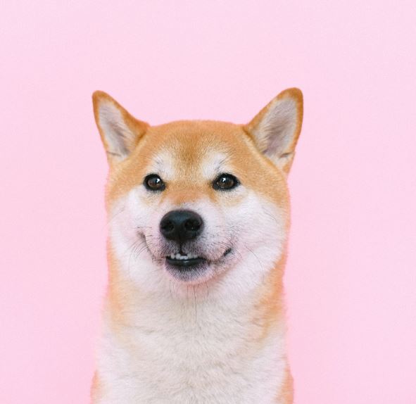 Lưu ngay 39+ ảnh chó hài hước, ảnh chó chế bựa vui nhất