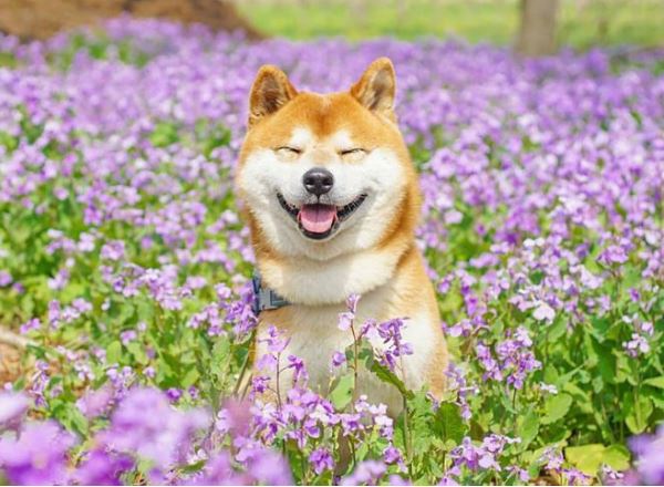 Hình ảnh chó Shiba - CHOMEOCANH.COM - Chó mèo cảnh, thú cưng