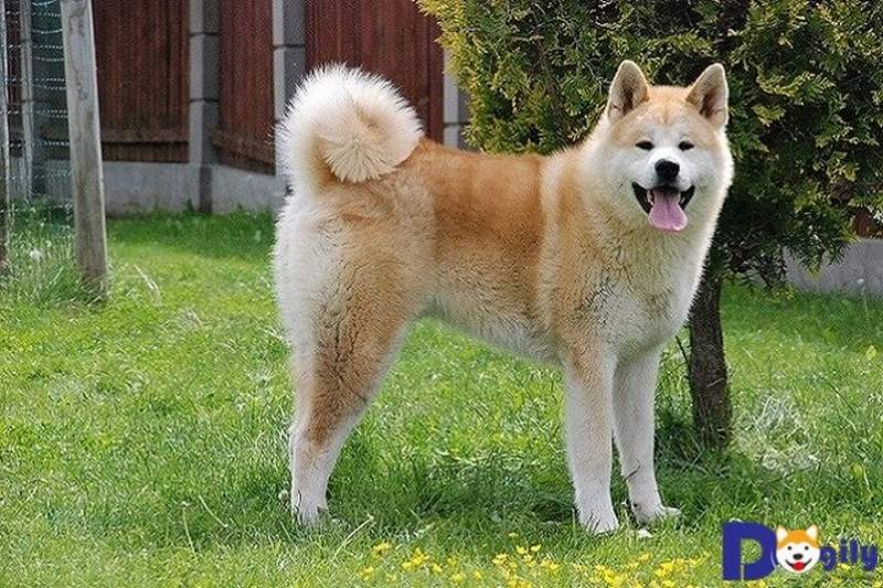 Màu sắc đặc biệt của chó Akita