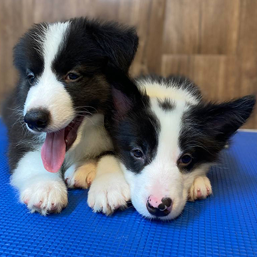 Cặp chó Border Collie đen trắng nằm thư giãn đáng yêu tại Chomeocanh.com