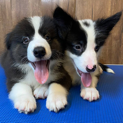 Cặp Border Collie đen trắng 2 tháng tuổi đang nằm cạnh nhau siêu dễ thương