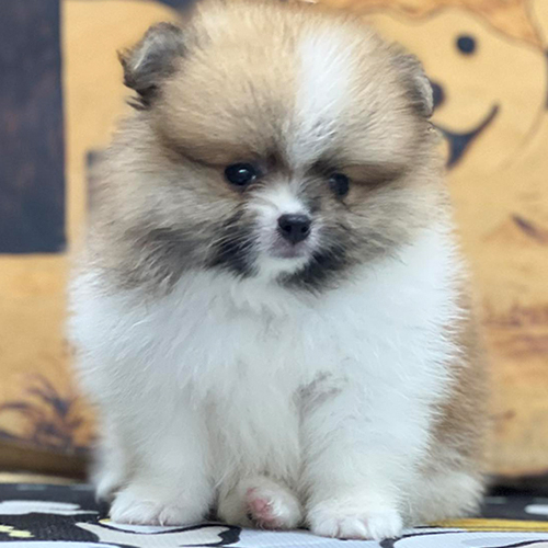 Chó Phốc Sóc dễ thương với bộ lông xù, đáng yêu.