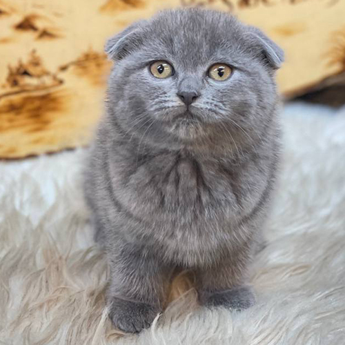 Mèo Scottish Fold lông xám xanh, tai cụp, mắt vàng, bộ lông mềm mượt.