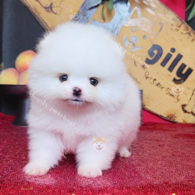 Bé chó Phốc Sóc mini màu trắng xinh xắn tại Chomeocanh.com Hà Nội