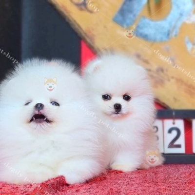 Những bé Pomeranian màu trắng nhỏ xinh như một cục bông gòn vậy, rất đáng yêu