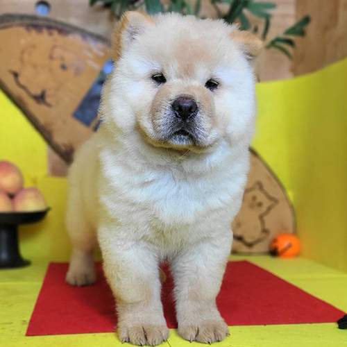 Chow Chow lông vàng đứng nghiêm trang trên nền đỏ vàng, ánh mắt lanh lợi.