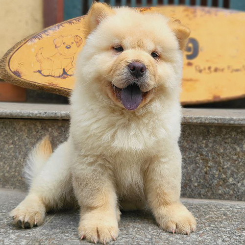 Chow Chow con lông vàng ngồi trên bậc thềm, lưỡi đen, dáng tròn trịa đáng yêu.