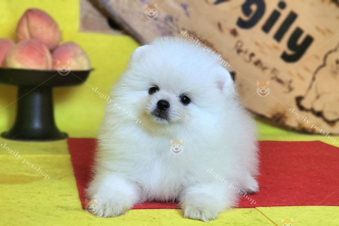 Nếu bạn yêu mến những chú chó Pomeranian đáng yêu. Đừng bỏ qua bài viết này của Chomeocanh.com nha!