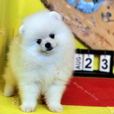 Hình ảnh tổng hợp Tik Tok chó Phốc Sóc mini cute