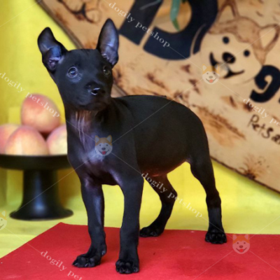 Chó Phú Quốc màu đen 2 tháng tuổi