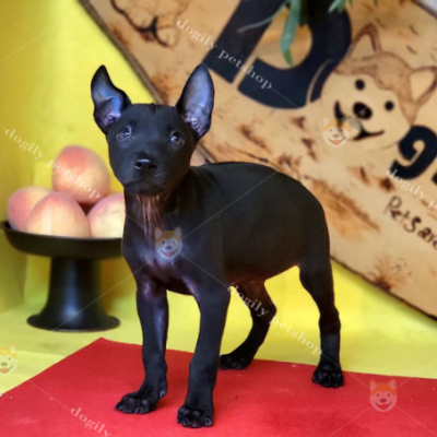 Chó Phú quốc đen