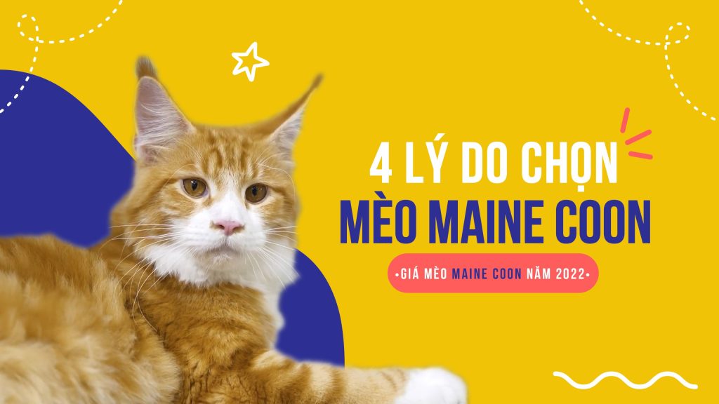 Bảng giá bán mèo Maine Coon 2024