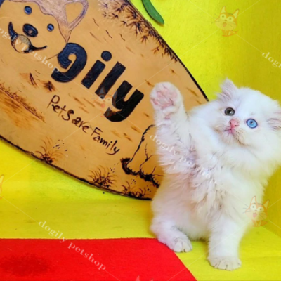 Hình ảnh một chú mèo Anh lông dài con 2 tháng tuổi màu trắng 2 màu mắt được nuôi bài bản, đúng cách