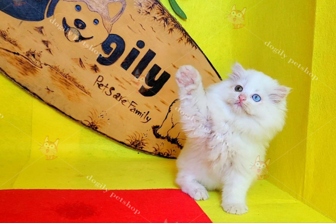 Hình ảnh một chú mèo Anh lông dài con 2 tháng tuổi màu trắng 2 màu mắt được nuôi bài bản, đúng cách