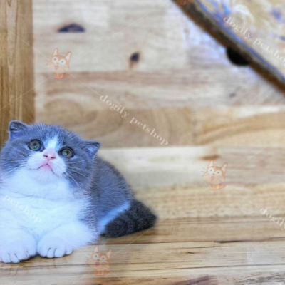 Mèo Aln tai cụp lửng màu bicolor