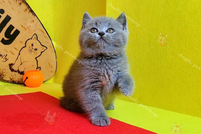 Bé mèo Anh lông ngắn xám xanh 3 tháng tuổi. Trong thời gian này, cơ thể của mèo thường dài hơn chứ chưa mập mạp.