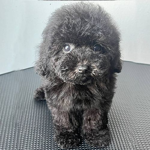 Chó Poodle đen dễ thương, có nguy cơ mắc bệnh ho cũi chó nếu không được chăm sóc đúng cách.