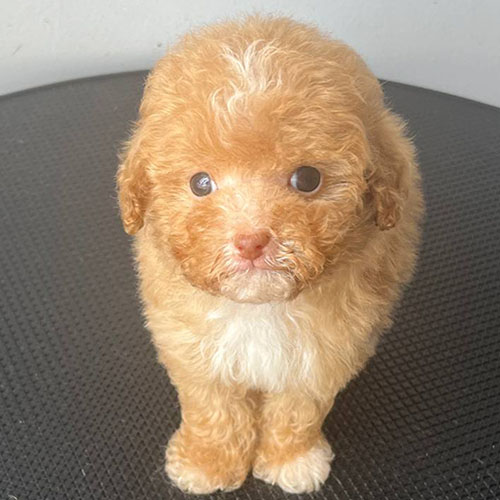 Chó Poodle Teacup màu vàng mơ, lông xoăn tít siêu dễ thương