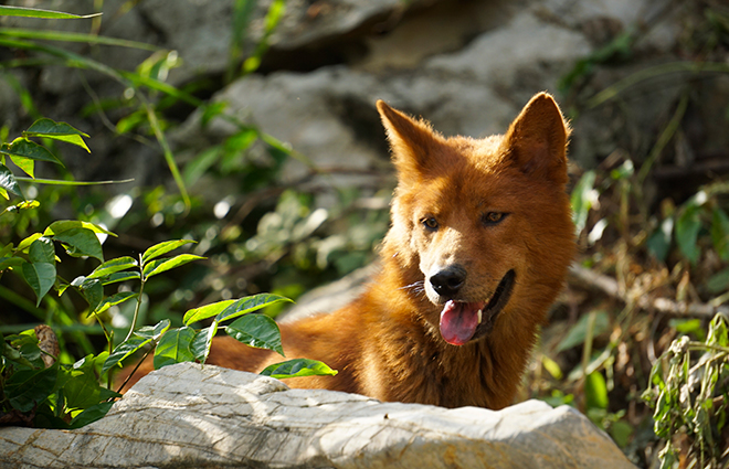 Chú chó Lài Sông Mã của Anh "Tuấn Lài" người bảo tồn giống chó quý này của Việt Nam. Nguồn ảnh: báo Dân Việt