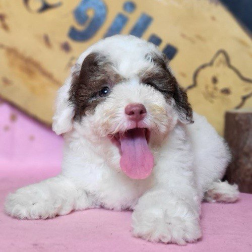 Chó Poodle bò sữa với lông trắng pha nâu độc đáo, một biến thể quý hiếm của Poodle Parti.