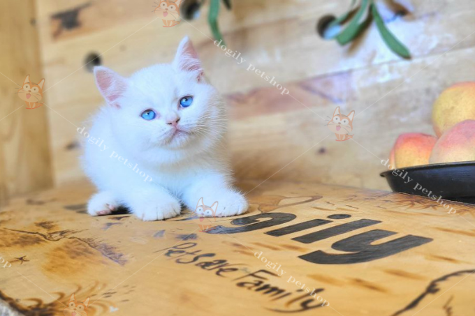 Mèo Anh lông ngắn trắng mắt xanh