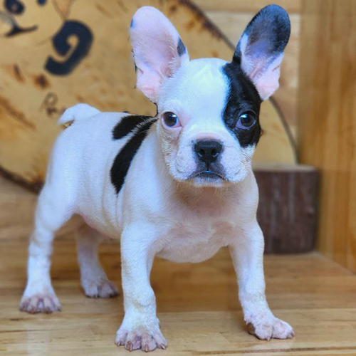 Chó Bull Pháp màu bò sữa tai dựng dễ thương