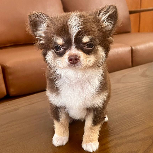 Chó Chihuahua cái lông dài màu nâu trắng ngồi trên bàn gỗ