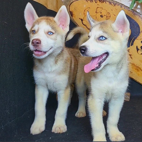 Hai chú chó Husky thuần chủng mắt xanh tại Chomeocanh.com
