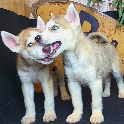 Hai chú chó Husky con thuần chủng màu vàng xám đang chơi đùa với nhau một cách vui vẻ