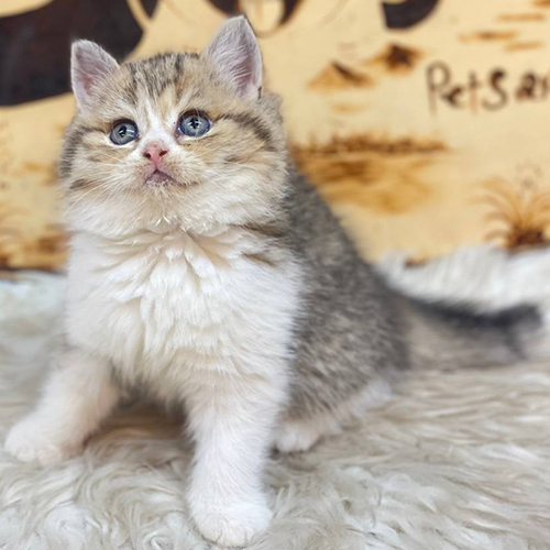 Mèo Anh lông ngắn bicolor ngồi trên thảm lông trắng sạch sẽ