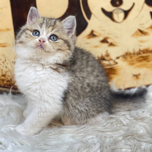 Mèo con Anh lông ngắn thuần chủng tabby trắng tại Chomeocanh.com